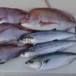 東京湾探釣隊ぼっち 釣果