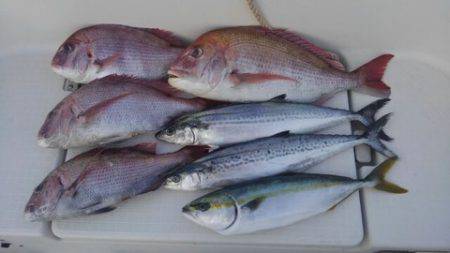 東京湾探釣隊ぼっち 釣果