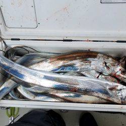 遊漁船 ニライカナイ 釣果