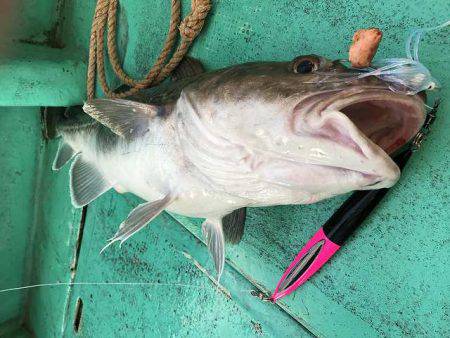 広進丸 釣果