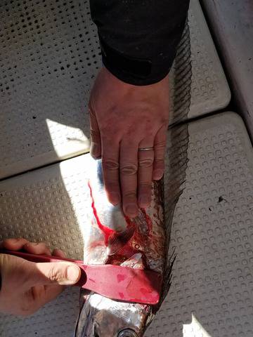 遊漁船 ニライカナイ 釣果