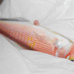 こうゆう丸 釣果