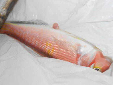 こうゆう丸 釣果