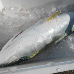 こうゆう丸 釣果