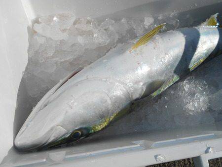 こうゆう丸 釣果