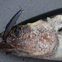 へいみつ丸 釣果