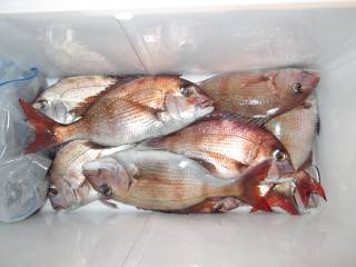 なかくに丸 釣果