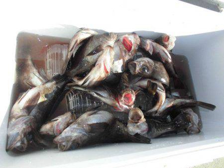 大進丸（愛知） 釣果