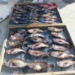 大進丸（愛知） 釣果