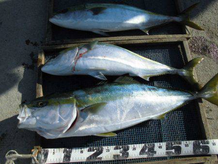 大進丸（愛知） 釣果