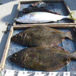 大進丸（愛知） 釣果