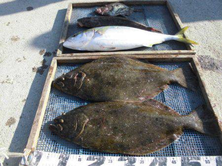 大進丸（愛知） 釣果