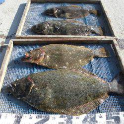 大進丸（愛知） 釣果