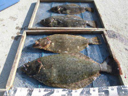 大進丸（愛知） 釣果