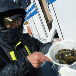 大進丸（愛知） 釣果