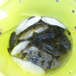 大進丸（愛知） 釣果