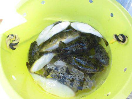 大進丸（愛知） 釣果