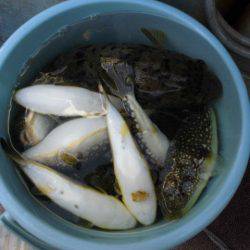 大進丸（愛知） 釣果