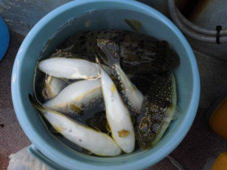 大進丸（愛知） 釣果