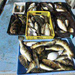 大進丸（愛知） 釣果