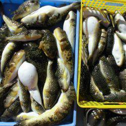 大進丸（愛知） 釣果