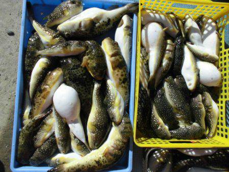 大進丸（愛知） 釣果