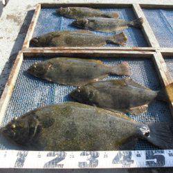 大進丸（愛知） 釣果