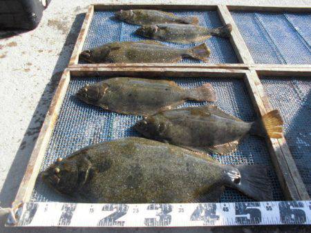 大進丸（愛知） 釣果