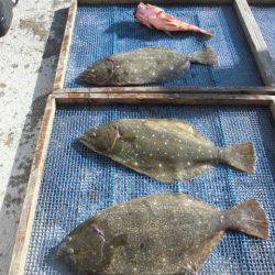 大進丸（愛知） 釣果