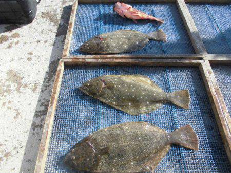 大進丸（愛知） 釣果