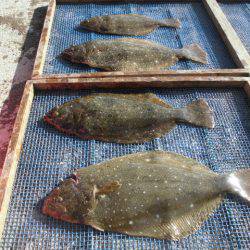 大進丸（愛知） 釣果