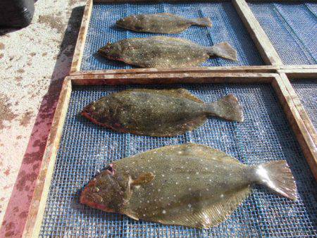 大進丸（愛知） 釣果