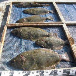 大進丸（愛知） 釣果