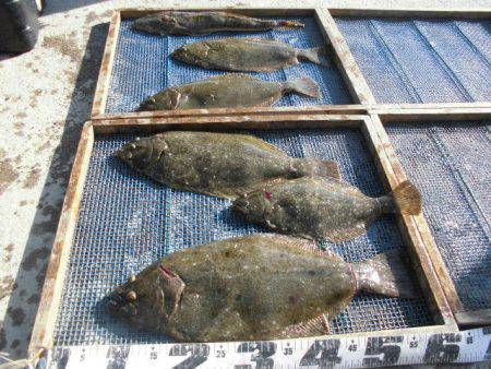 大進丸（愛知） 釣果