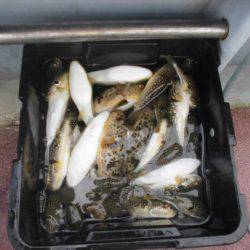 大進丸（愛知） 釣果