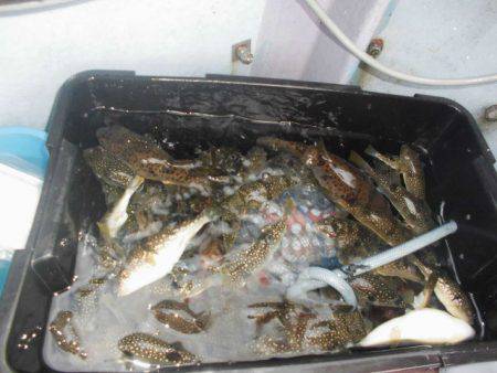 大進丸（愛知） 釣果