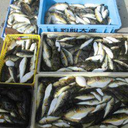 大進丸（愛知） 釣果