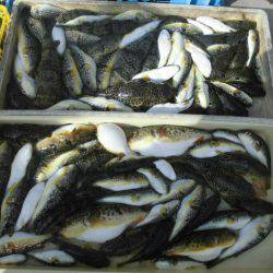 大進丸（愛知） 釣果