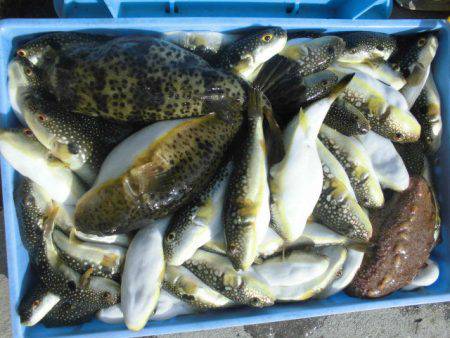 大進丸（愛知） 釣果