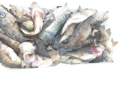 大進丸（愛知） 釣果