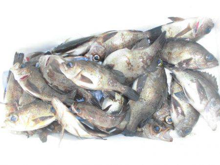 大進丸（愛知） 釣果