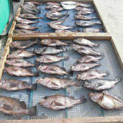 大進丸（愛知） 釣果