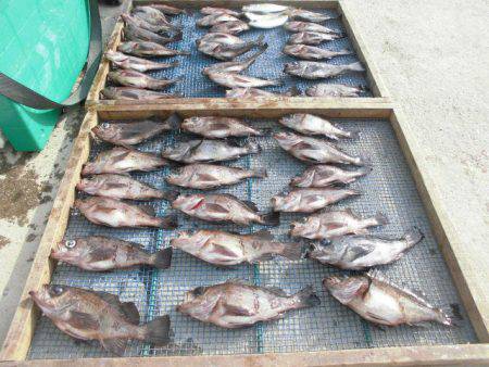 大進丸（愛知） 釣果