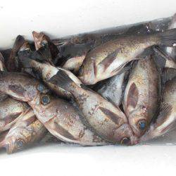 大進丸（愛知） 釣果