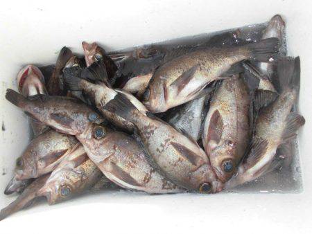 大進丸（愛知） 釣果