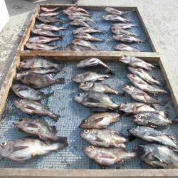 大進丸（愛知） 釣果