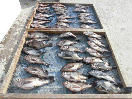 大進丸（愛知） 釣果