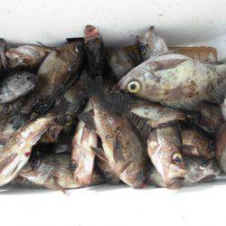 大進丸（愛知） 釣果