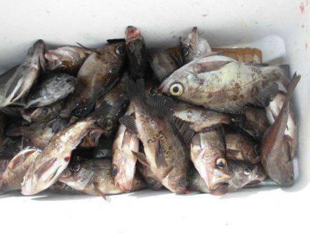 大進丸（愛知） 釣果