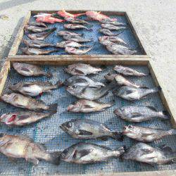 大進丸（愛知） 釣果